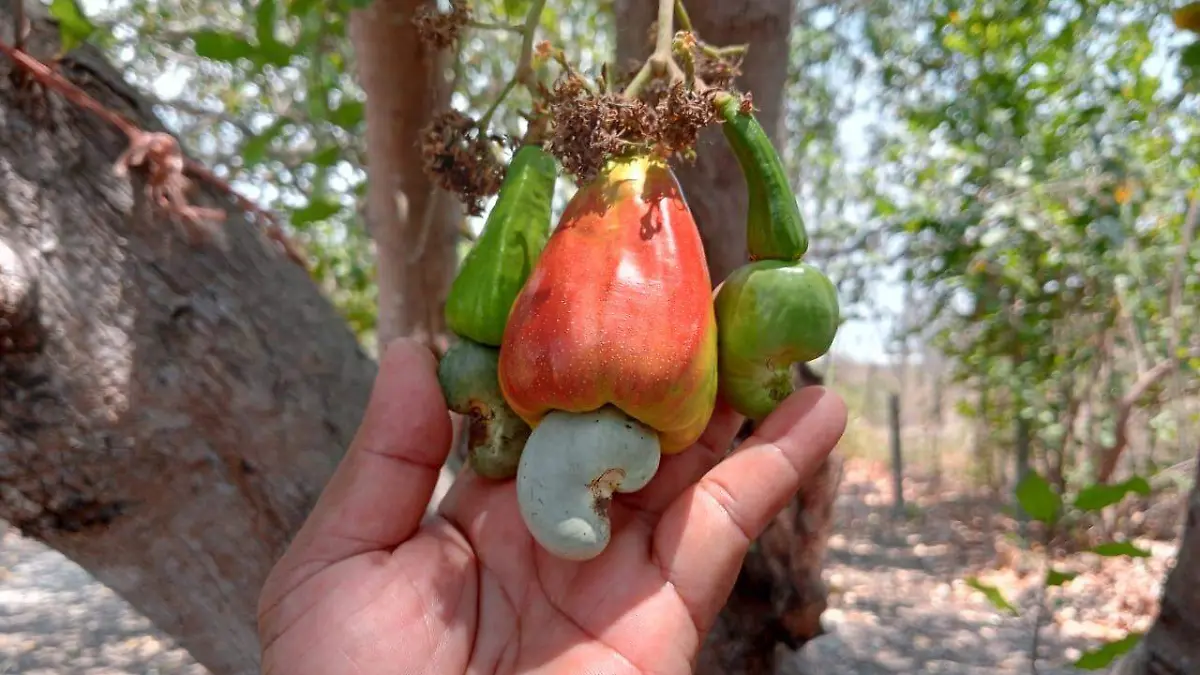 fruta de marañón